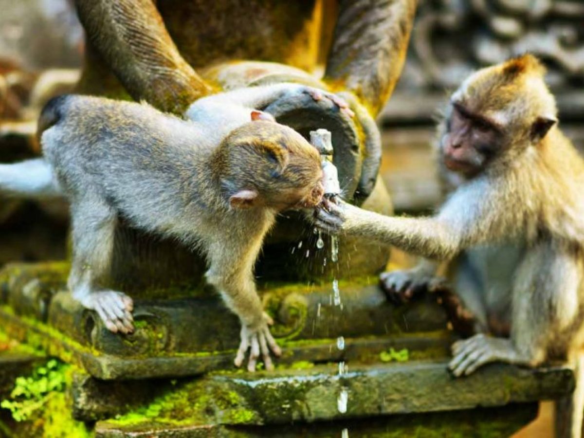 Bali's Enchanting Escapes - Monkey forest Ubud