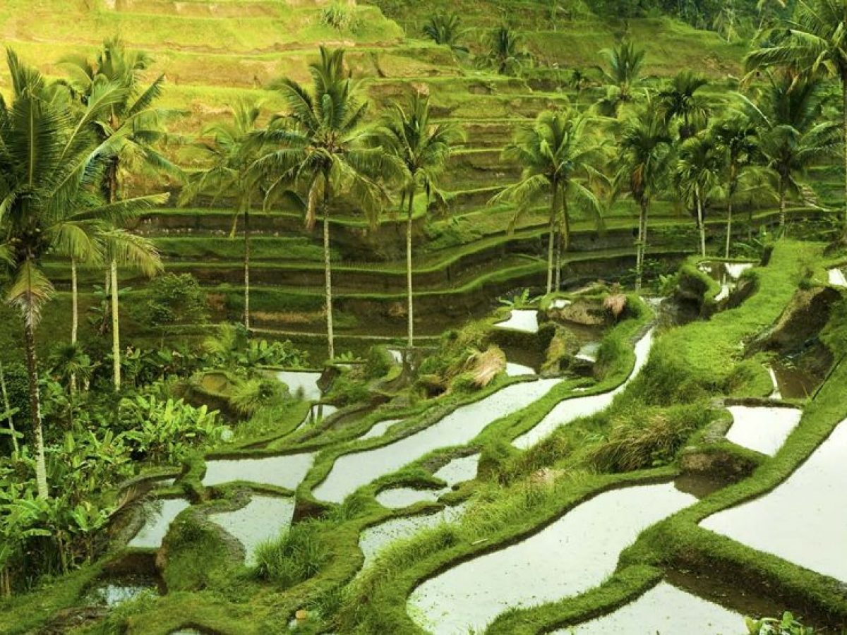 Ubud Rice Terrace-Luxury Bali Travel