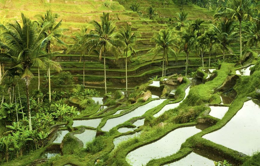 Ubud Rice Terrace-Luxury Bali Travel