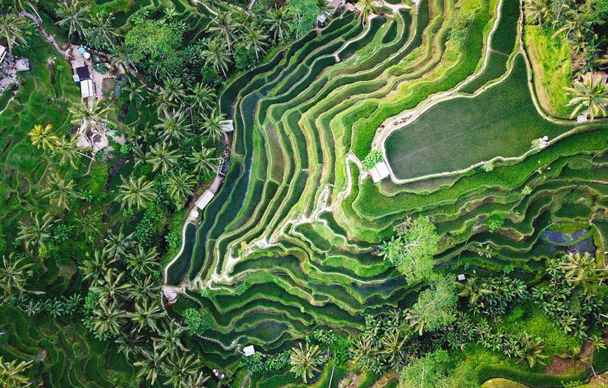 Ubud Rice Terrace footage-Luxury Bali Travel