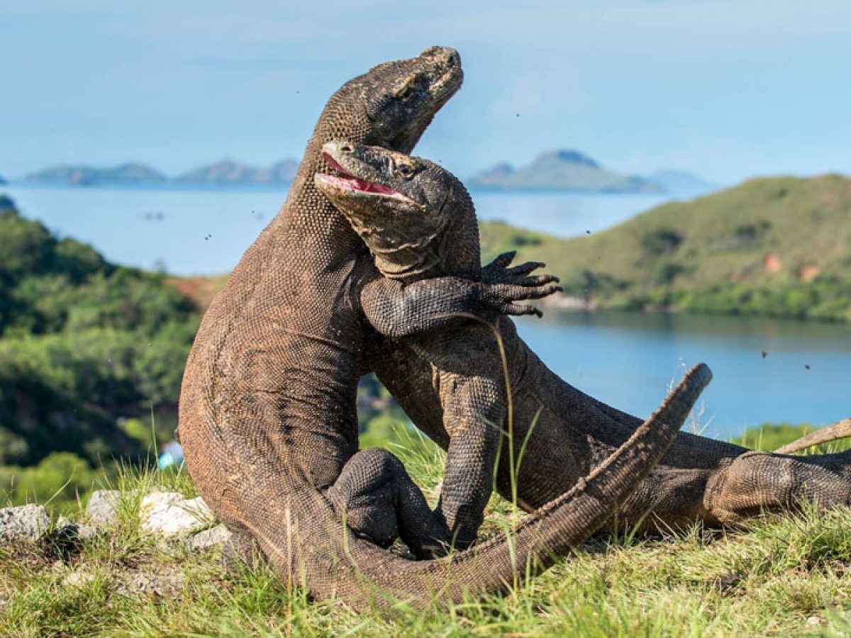 Komodo island Tours