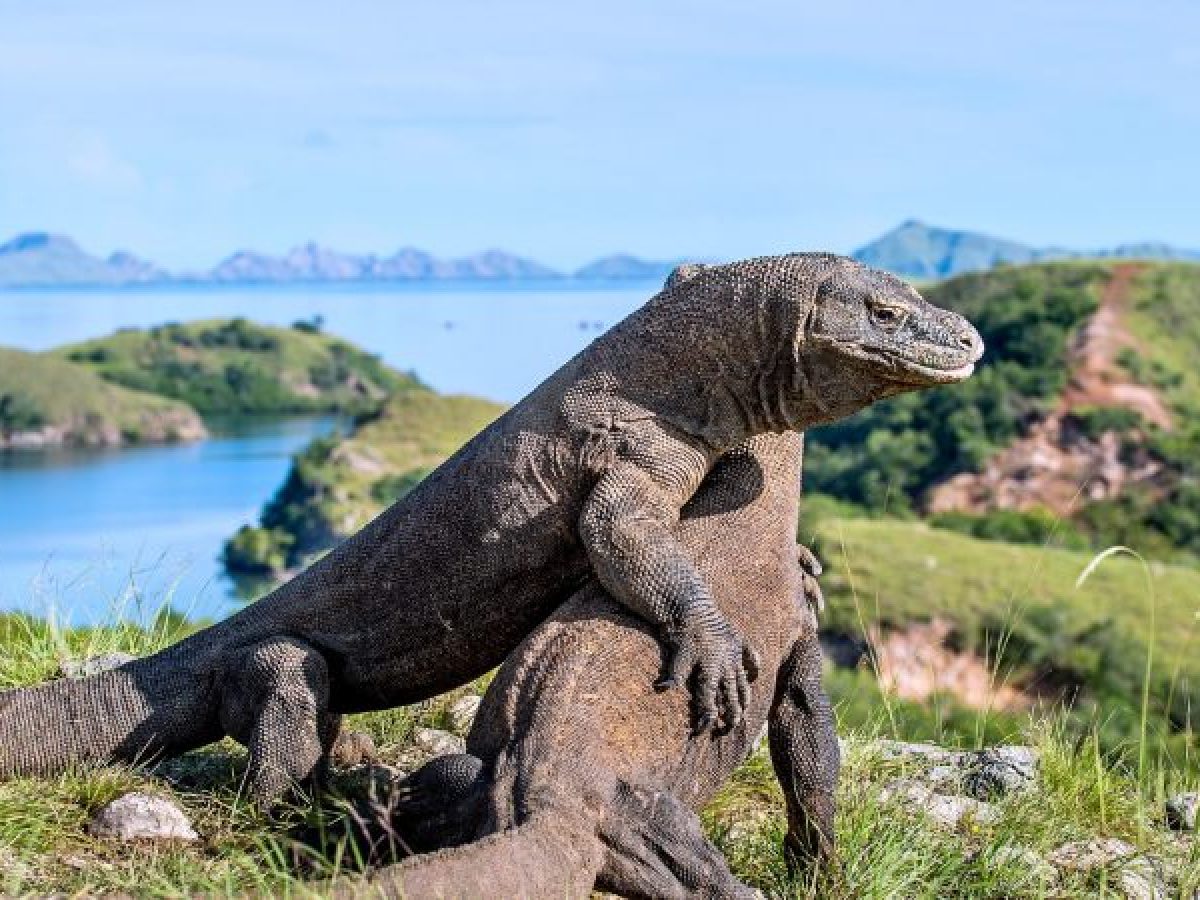 Komodo Tours