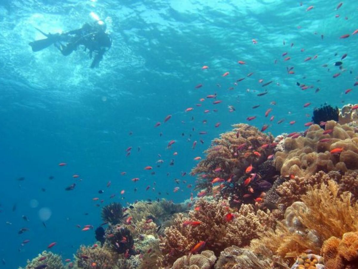 2-Day Komodo Island Tour: Ultimate Phinisi Adventure