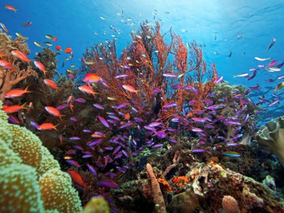 2-Day Komodo Island Tour: Ultimate Phinisi Adventure