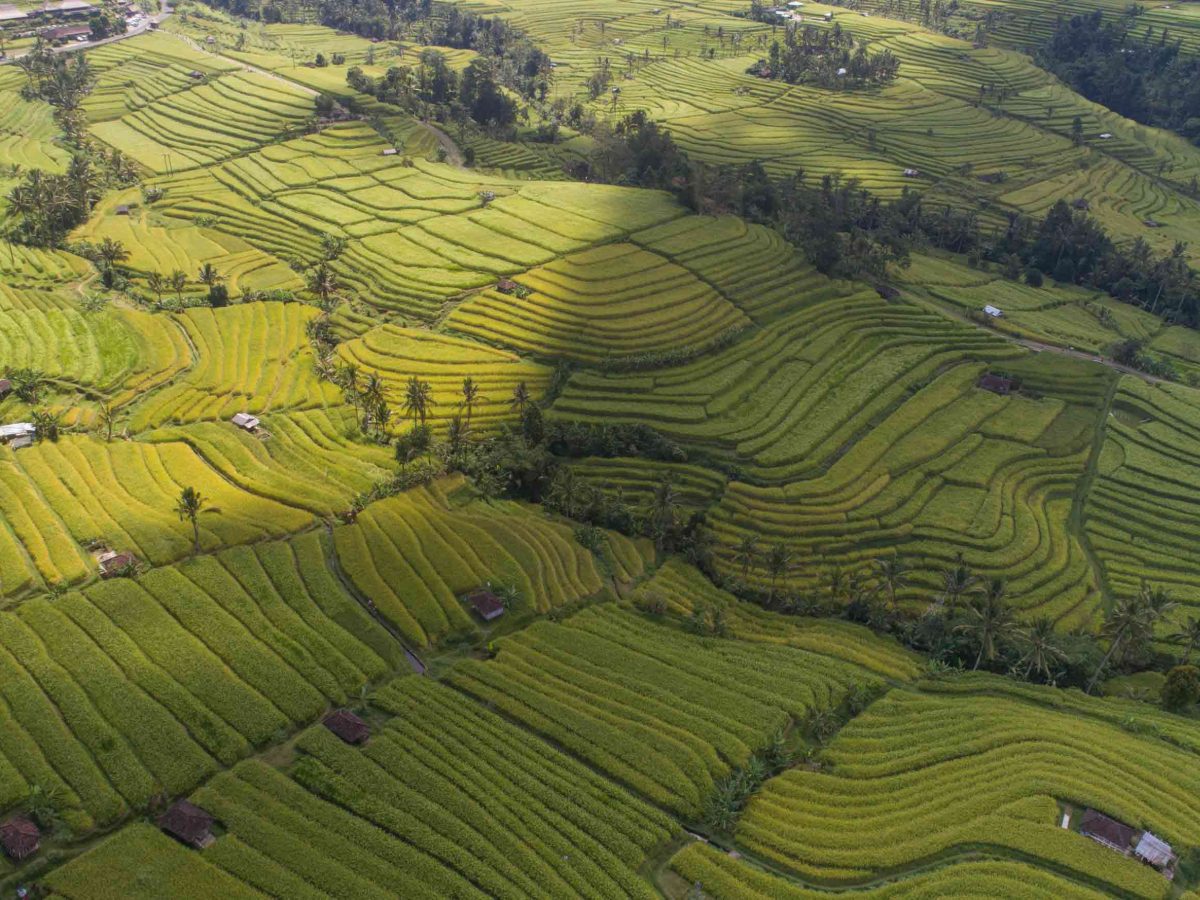 Jatiluwih Rice Terrace