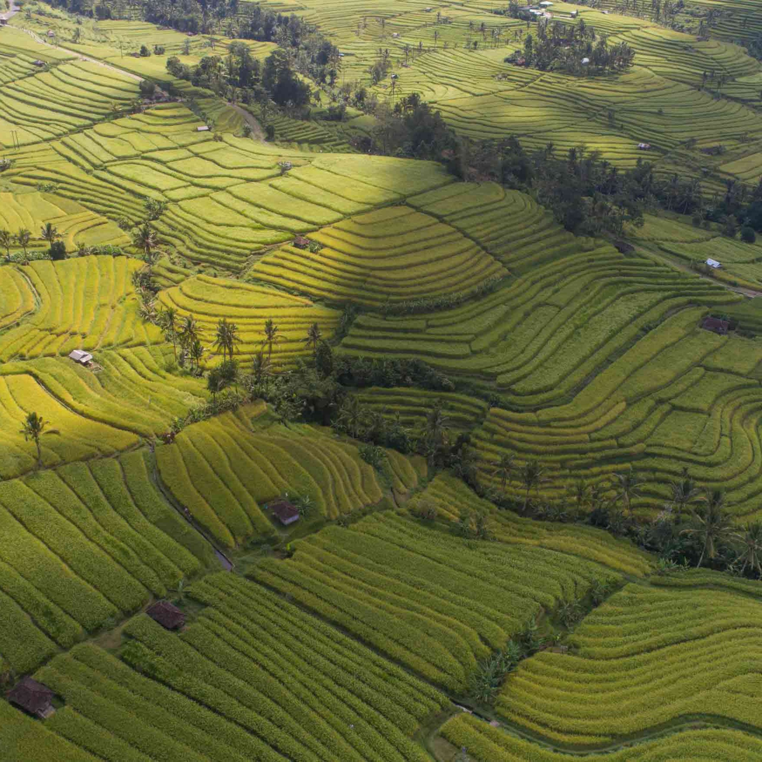 Jatiluwih Rice Terrace